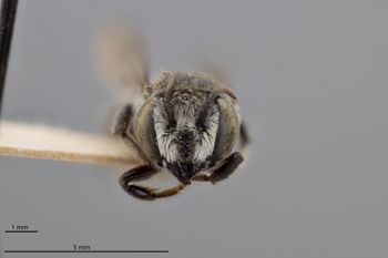 Media type: image;   Entomology 790888 Aspect: head frontal view